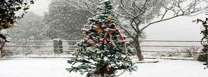 495/Mountain Trail Resort - Mukteshwar 10.jpg